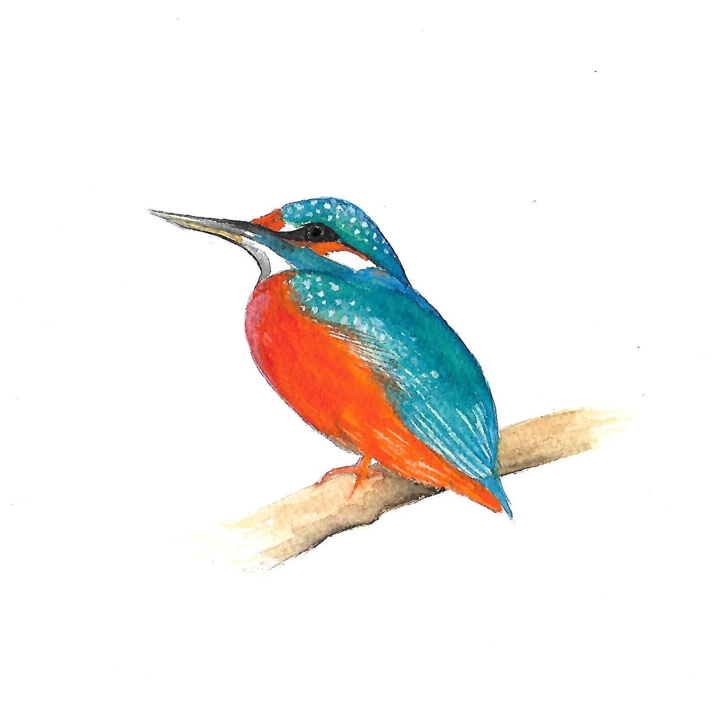 Kingfisher from the Itchen at Winnal Nature Reserve